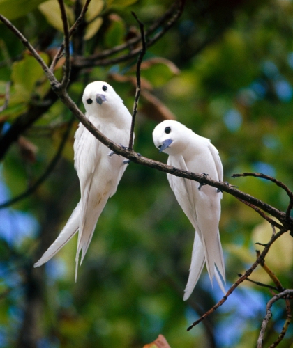 Friend of Birds