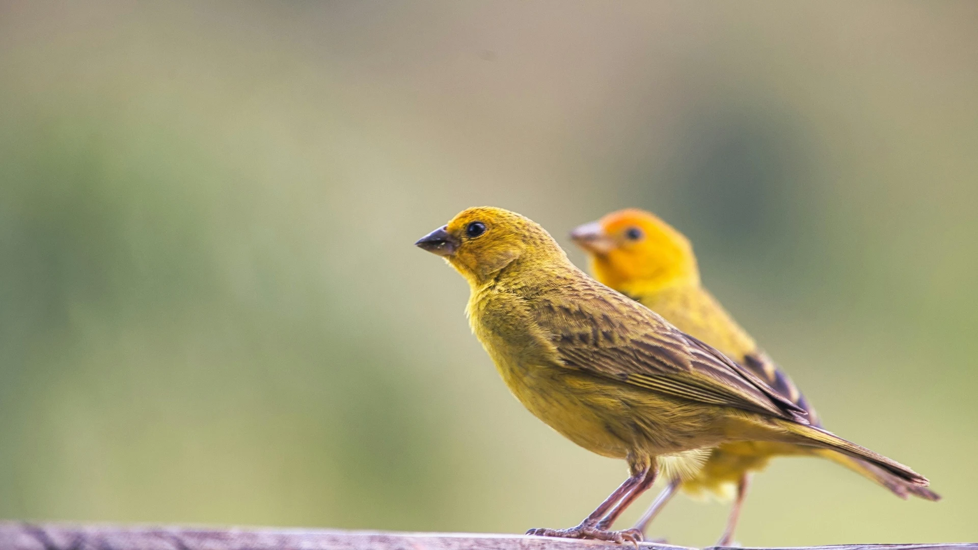 Friend of Birds