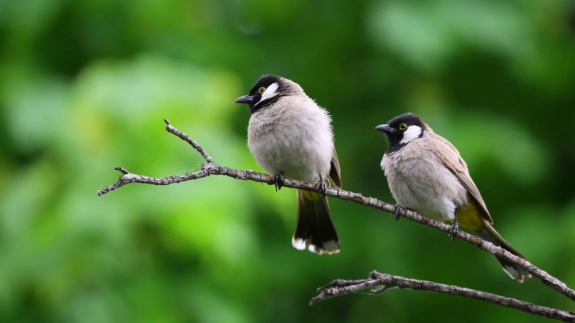 Friend of Birds