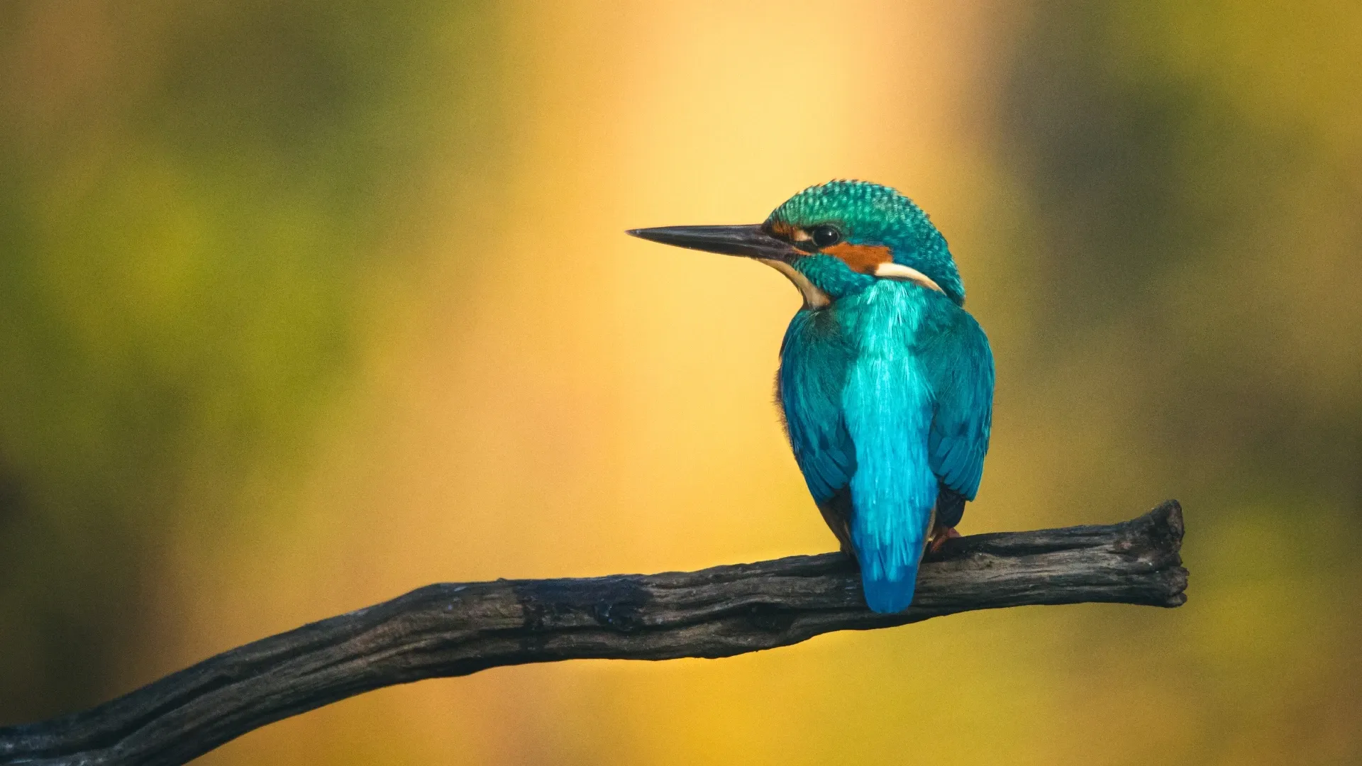 Friend of Birds